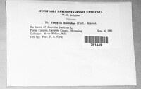 Uropyxis amorphae image